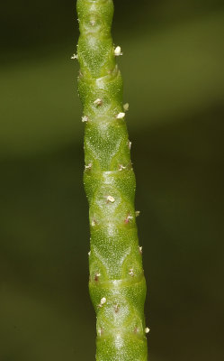 Salicornia europea. Close-up.