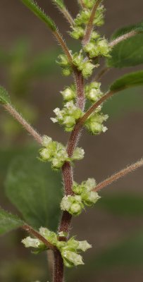 Parietaria judaica. Closer.