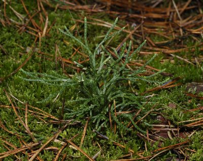 Lycopodium tristachyum.