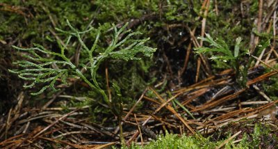 Lycopodium tristachyum.