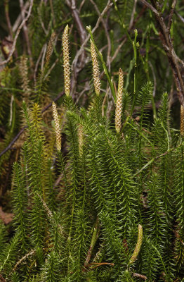 Lycopodium annotinum.