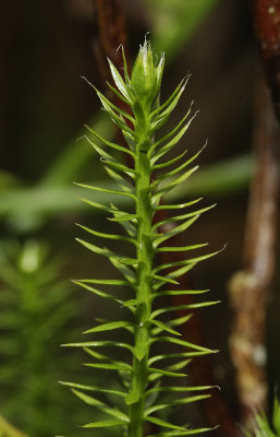 Lycopodium annotinum. Detail.