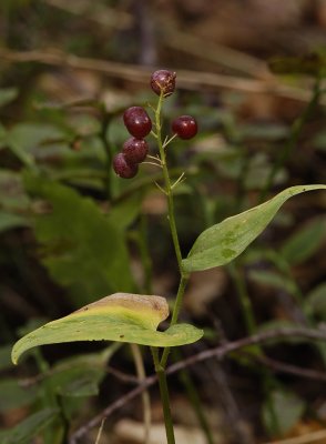 Maianthemum bifolium. Fruits.