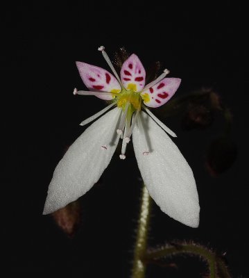 Saxifraga stolonifera var. rosea. Hikosan hardy.