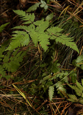 Gymnocarpium dryopteris. Leaf Note the angle between the stem and the leaf itself.