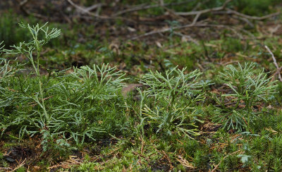 Lycopodium tristachyum.