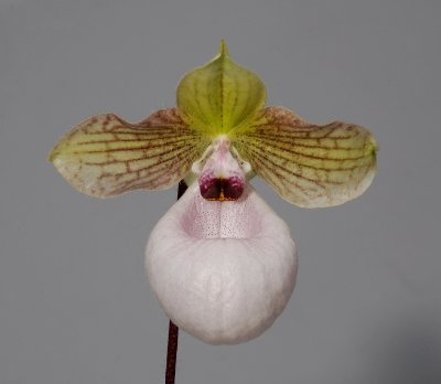 Paphiopedilum x fanaticum. (P. malipoense x P. micranthum) (Plant courtesy of Jac. Wubben)