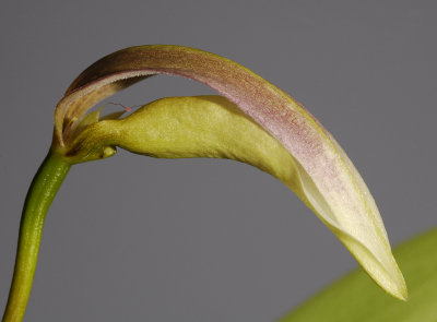 Bulbophyllum antenniferum.