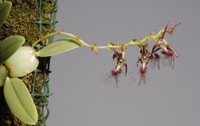 Bulbophyllum barbigerum.