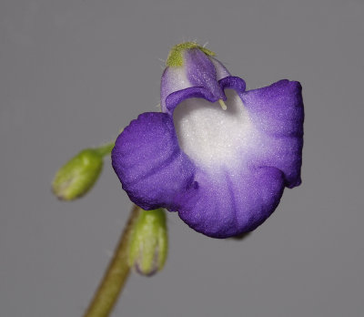 Petrocosmea minor. Close-up