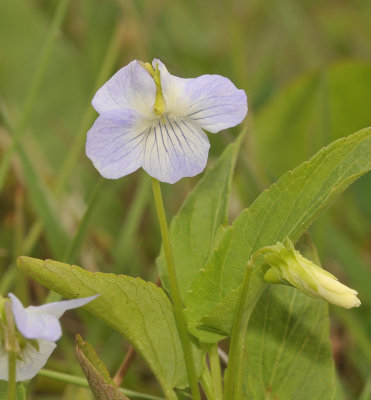 Viola persicifolia var. persicifolia. Closer.