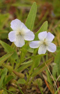 Viola persicifolia var. persicifolia. Two flowers.