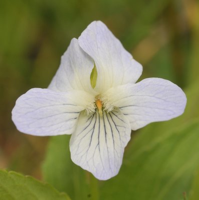 Viola persicifolia var. persicifolia. Close-up.