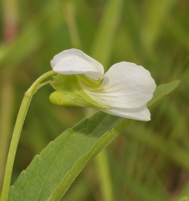 Viola persicifolia var. persicifolia. Close-up. Side.
