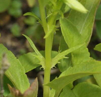Viola persicifolia var. persicifolia. Detail.