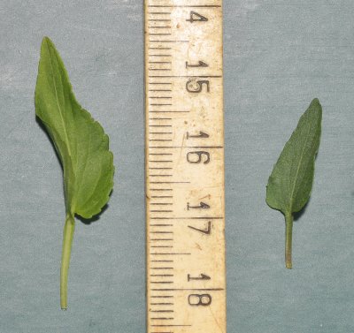 Viola persicifolia leaves.  Left var. persicifolia. Right var. lacteaeoides. (Example picture. Not part of the key.)