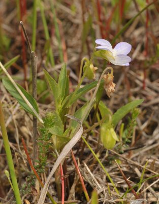 Viola persicifolia var. lacteaeoides. Side.