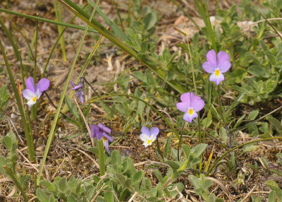 Perrenial plant  of coastal dunes with a branched horizontal rhizome. Colour variable but often purple. (Viola curtisii)