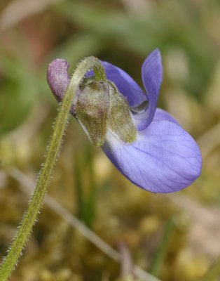 Sepals blunt. Flowers emerging directly from a low rosette of leaves.