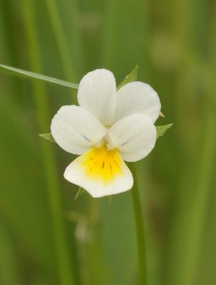 Flowers small (Around one cm), white or yellow rarely faint blue in the upper petals. (Viola arvensis)