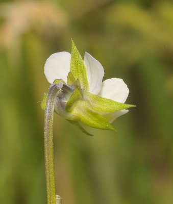 Viola arvensis. Close-up. Showing sepals.