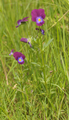 Viola tricolor. (Common colour)