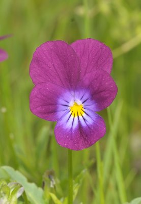 Viola tricolor. Close-up. (Common colour)