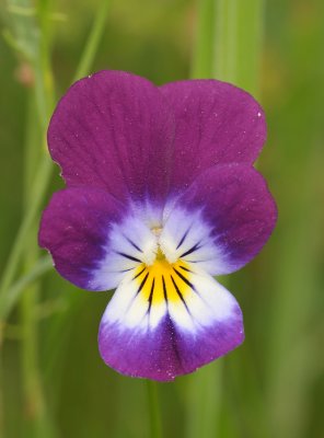 Viola tricolor. Close-up.