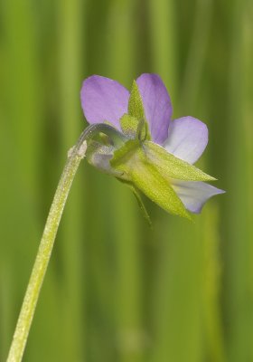 Viola x contempta. Close-up. showing sepals.