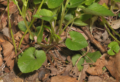 Example picture showing the basal rosette from wich the flowering stems emerge. (Not part of the key)