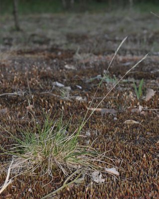 Festuca ovina subsp. hirtula.
