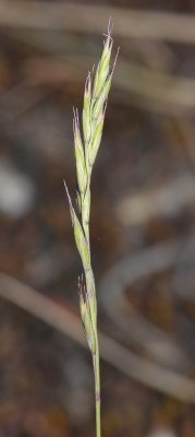 Festuca ovina subsp. hirtula. Close-up.