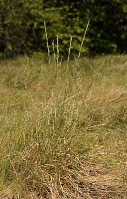 Festuca ovina subsp. guestphalica.