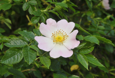 Rosa canina. Older flower.