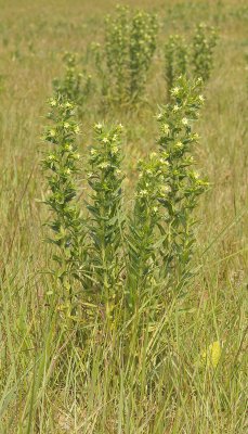 Lithospermum officinale.