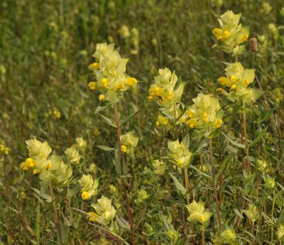 Rhinanthus alectorolophus.