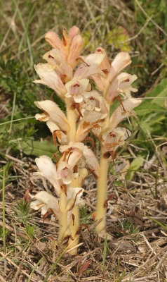 Orobanche caryophyllacea.