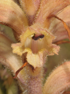 Orobanche caryophyllacea. Close-up.