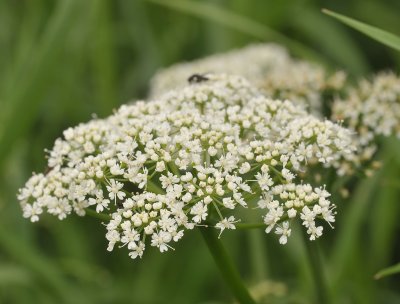 Aegopodium podagraria. Close-up.