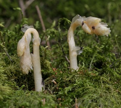 Monotropa hypopitys.