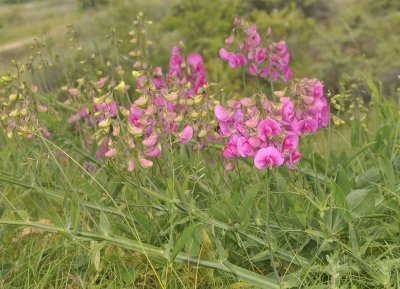 Lathyrus latifolius.