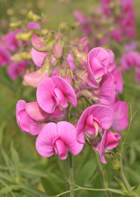 Lathyrus latifolius. Close-up.