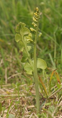 Botrychium lunaria.