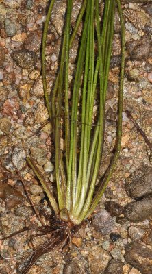 Isoetes lacustris.