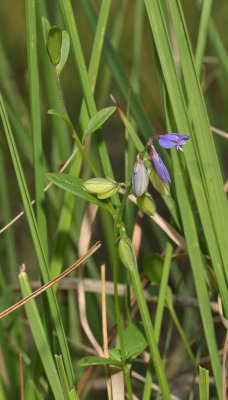 Polygala serpyllifolia. Showing new growth underneath the inflorescence.