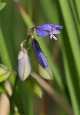 Polygala serpyllifolia. Close-up.