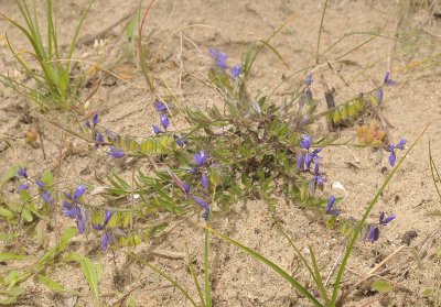 Polygala vulgaris.