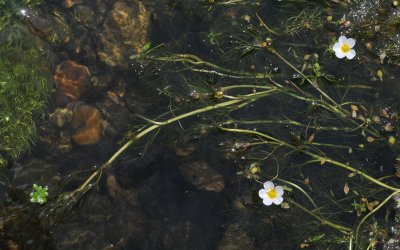 Ranunculus peltatus var. heterophyllus.