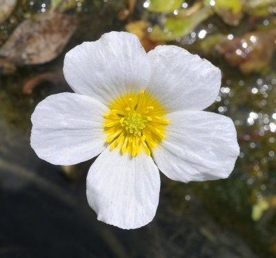 Ranunculus peltatus var. heterophyllus. Close-up.