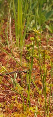 Scheuchzeria palustris.